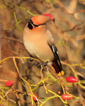 Waxwing eyeing up some rose hips at Bletchley
