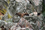 Griffon Vulture