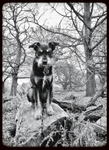 Diabetic-Dog-Care-London