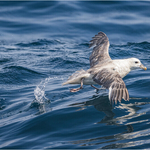 Print_Bronze_Cheryl Hewitt_Fulmar on the run_