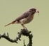 Female Common Redstart with Rat Tailed Maggot
