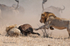 2nd Male Lion joining in