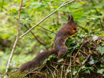 Red Squirrel