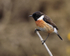 Stonechat (male) perched on a branch at Hengistbury Head