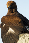 GOLDEN EAGLE