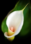 Lily Marsh Mellow