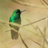 Male Green-crowned Brilliant perched, Costa Rica