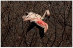 Flamingo Marionette