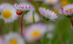 In yhe world of Ladybirds
