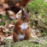 Red Squirrel