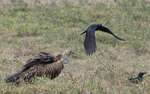 Griffon Vulture