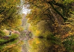 Between Bridges 29 and 30, Macclesfield Canal (3)