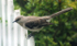 Mockingbird