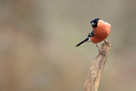 Bullfinch portfolio