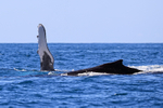 Two Humpback Whales on surface, Drake Bay, Costa Rica
