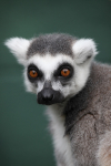 Ring tailed Lima   _AGT061