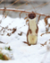 An inquisitive Stoat standing on it's hind legs in the snow