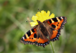 Small TortoiseShell