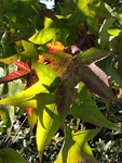 Autumn Shadows