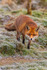 fox vulpes vulpes-0590