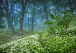 z2911 Mystical Springtime, Shanklin Down
