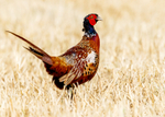 Pheasant 1