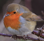 ROBIN in Tryptic CS3