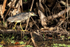 Black-crowned Night-Heron, Corkscrew Swamp, Florida