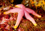 Henricia Oculata