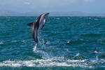 Dusky Dolphin leaps clear of the water near Kaikoura
