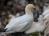 Gannet Colony 2