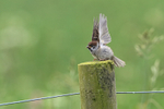 Tree Sparrow portfolio