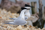 Sandwich Tern courtship dance
