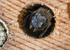 Osmia leaiana (f)