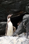 Humboldt Penguin outside nest hole, Chanaral Island, Chile