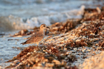 Grey Plover, Sanibel Island, Florida