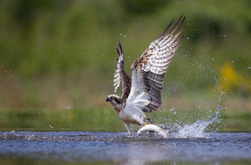 Osprey - Rothiemurchus - Scotland