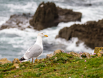 Herring Gull