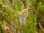 Silver-studded Blue