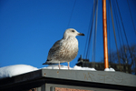 Herring Gull