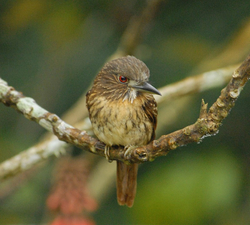 Birds from Belize and Guatemala portfolio
