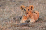Lion cub