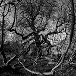 Lytham Parkland 005