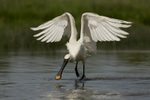 Spoonbill