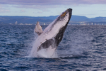 Humpback Ballet 3. 0A3A1037