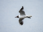 Black-headed Gull