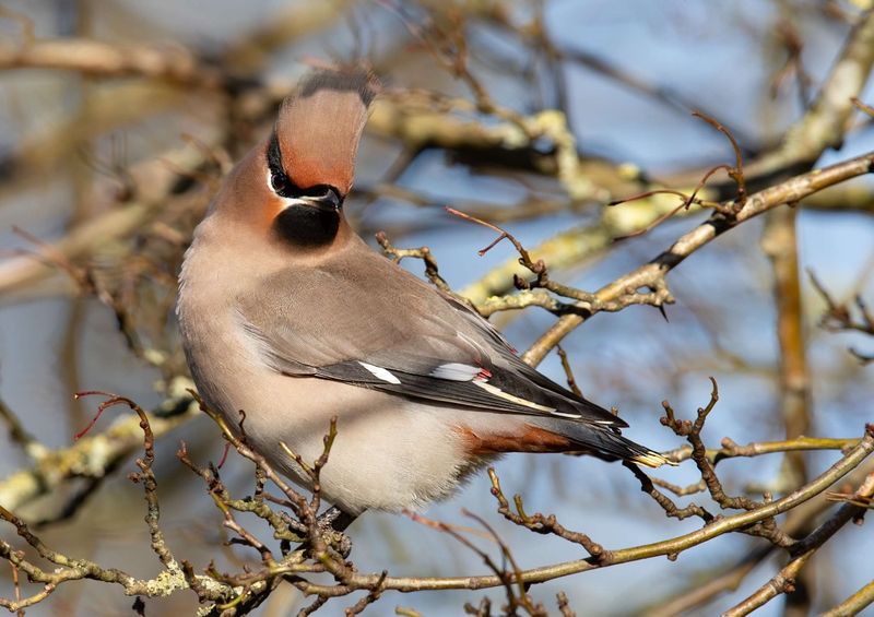 Waxwing - Hassop - Derbyshire