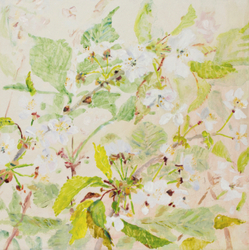Wild Cherry