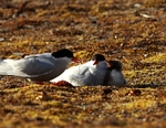 Arctic Tern 3952