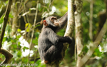 Young chimp in the tree.